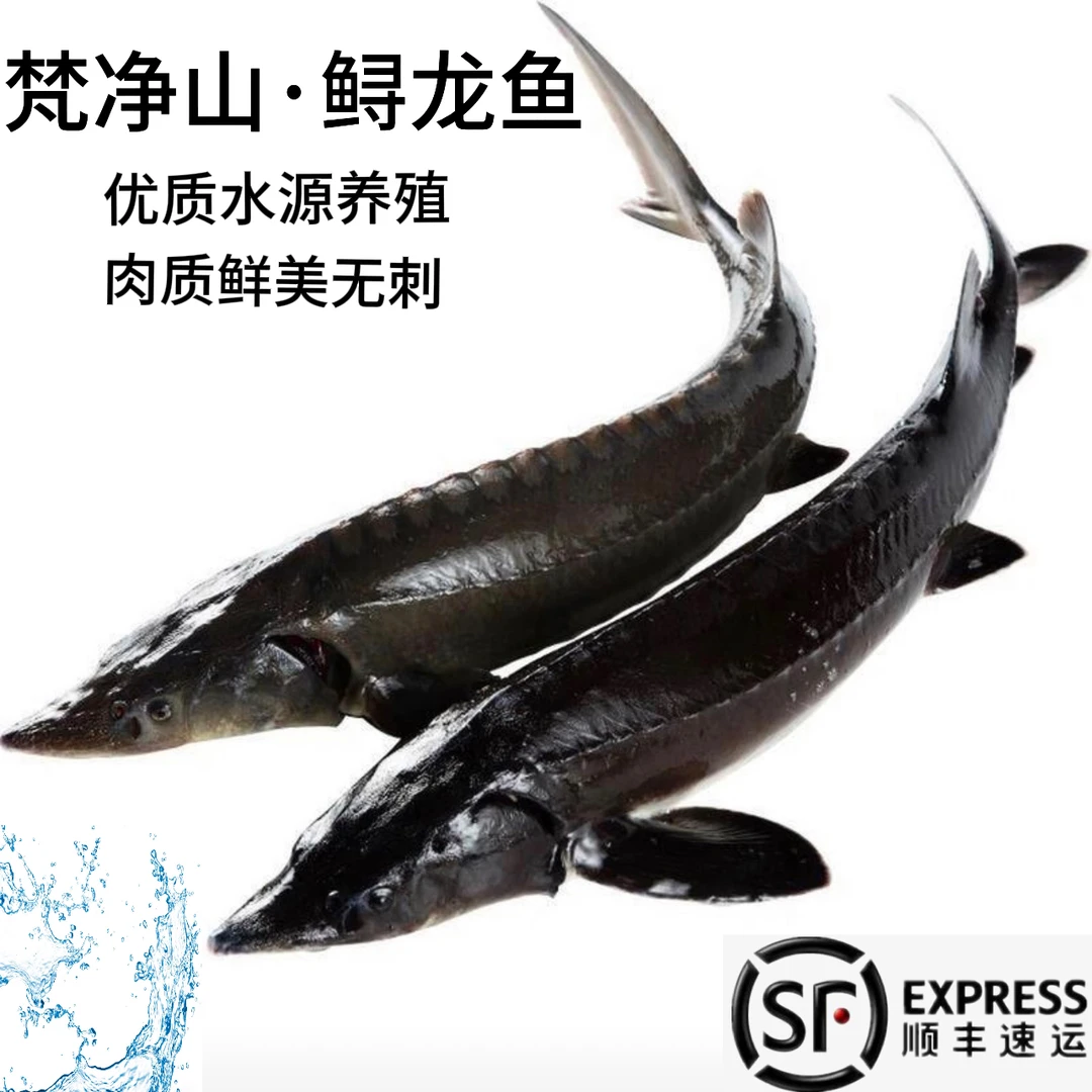 现杀鲟龙鱼淡水养殖尖嘴鲟大型冷水鱼