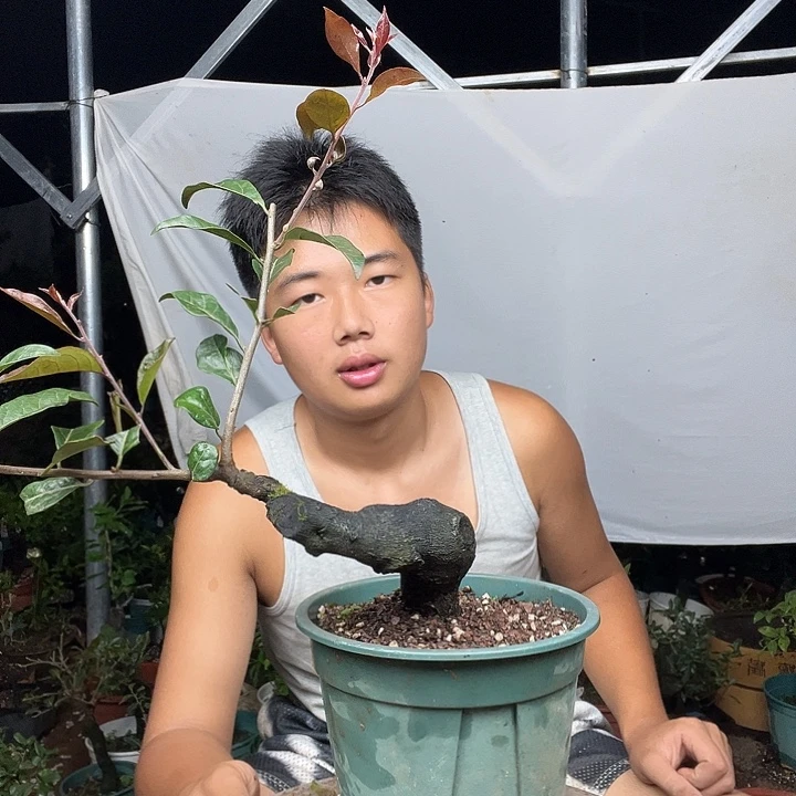 劉***福无花朵金弹子是真的很好看