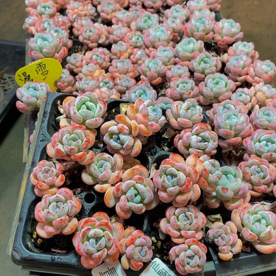 063多肉植物保护量拍9颗