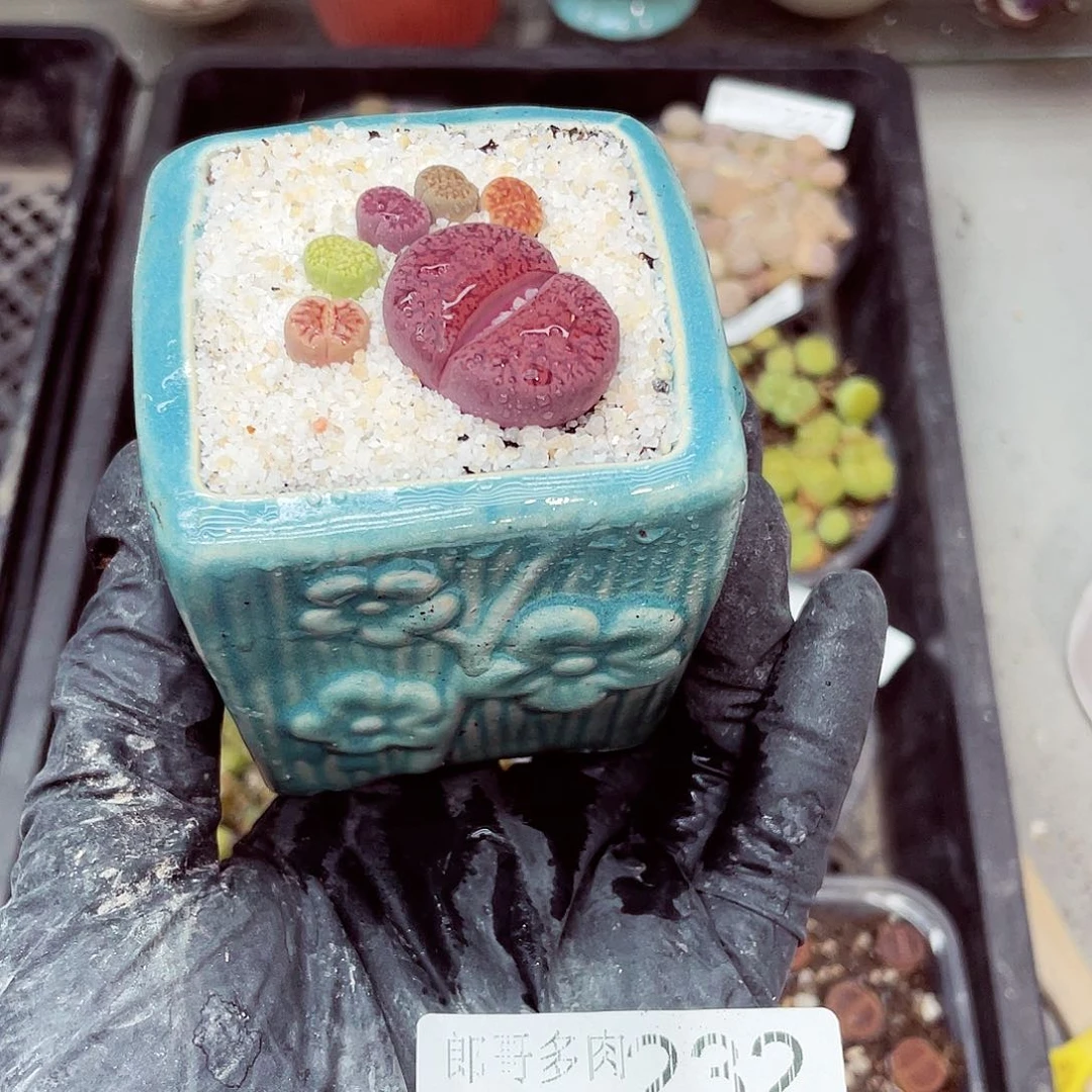 郎哥18包邮0529-232