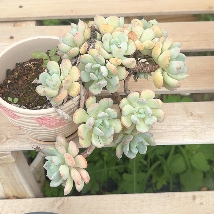 蜜桃格林老桩好养福利出