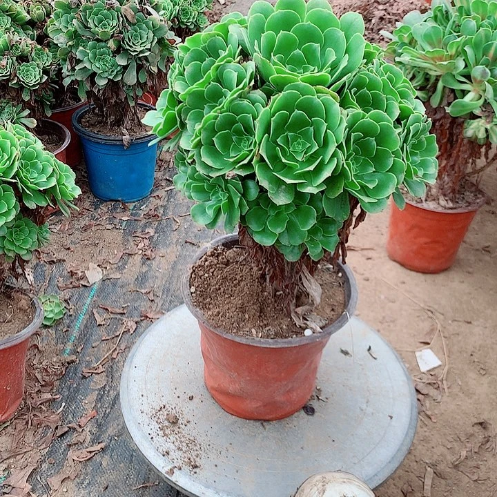 绿羊绒多肉植物法师55
