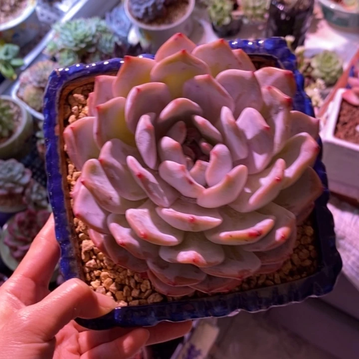 ℒ****一物一拍所见所得