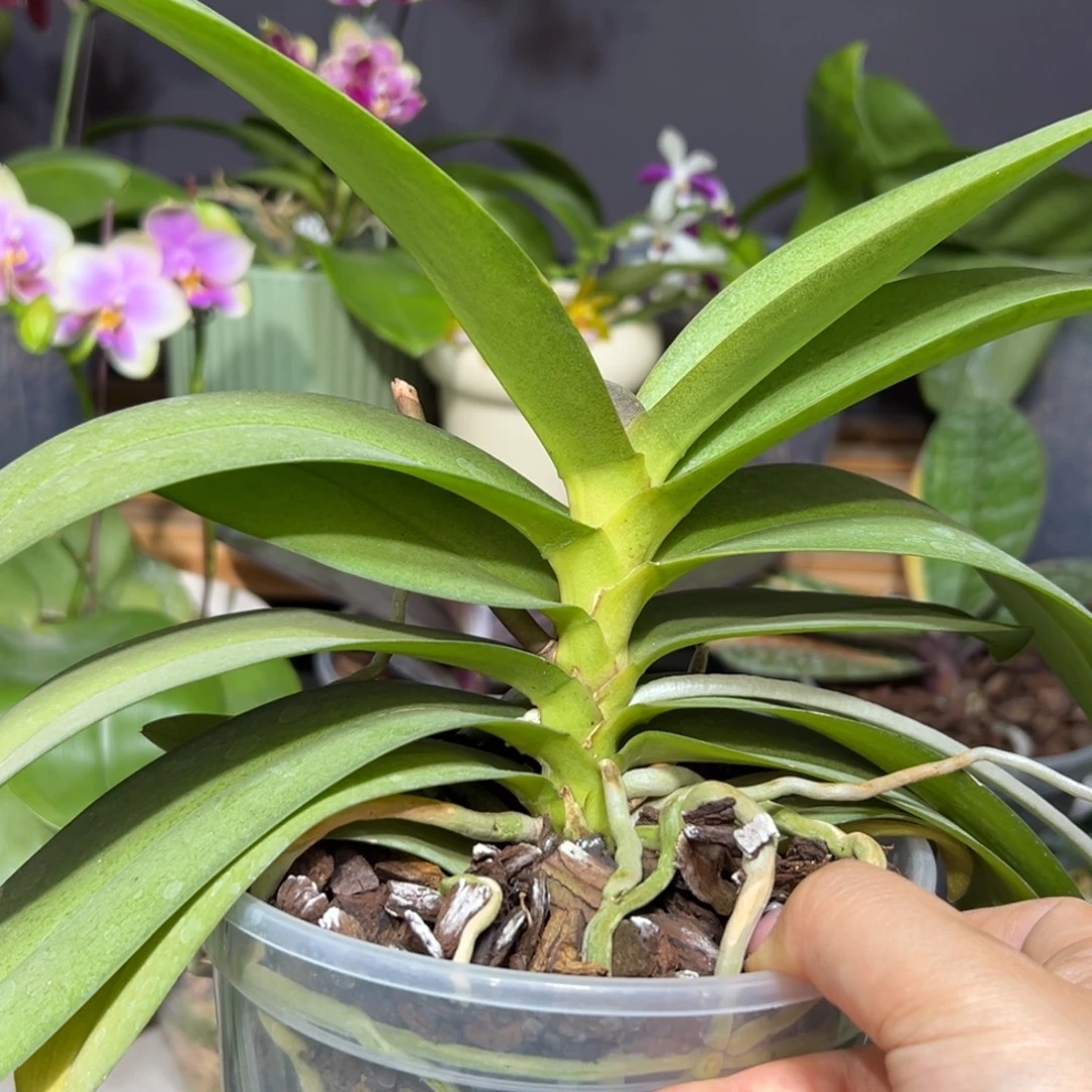 n***y当前无花栽培后可以开花