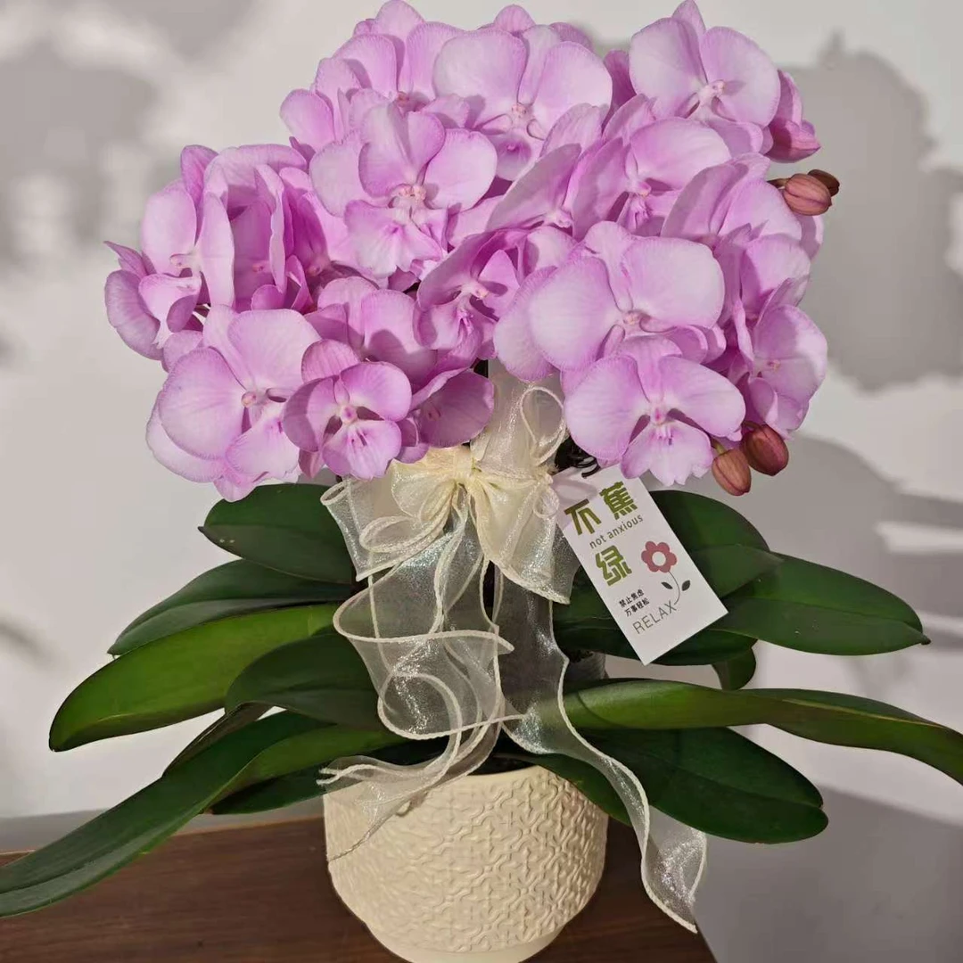 【神仙姐姐】蝴蝶兰欧品粉紫色   室内盆栽花卉