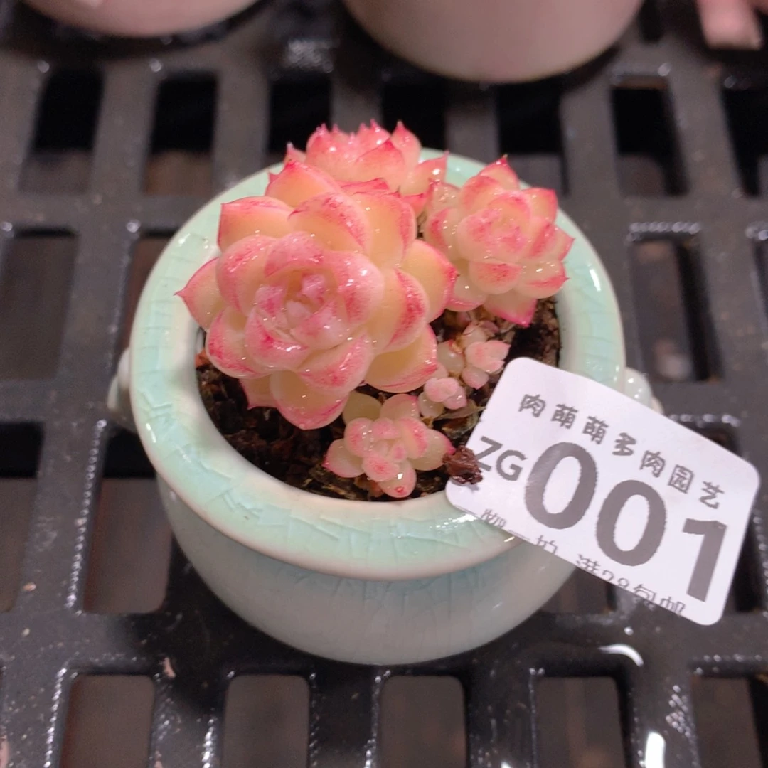 肉萌萌拇指盆精控多肉ZG001