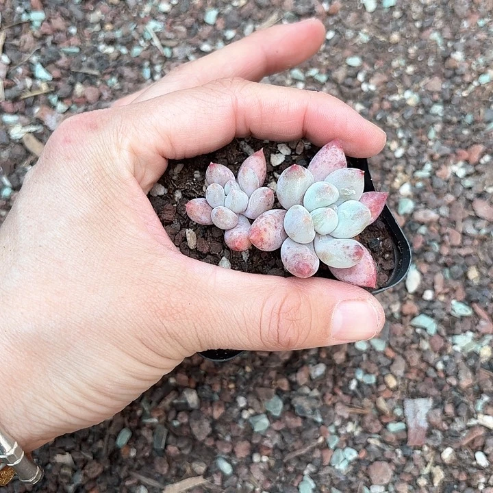 容*儿f k d k d b de d j j s 487