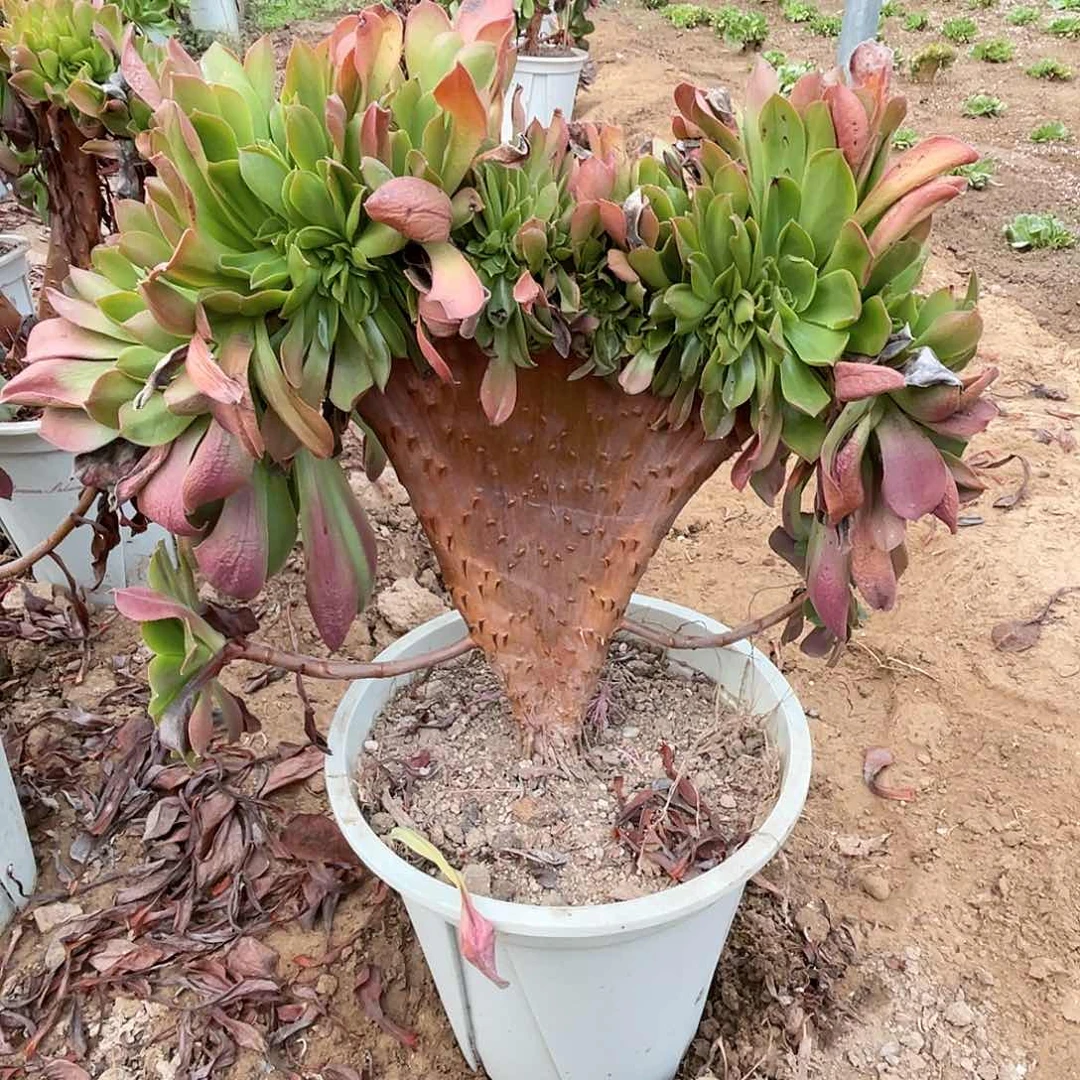 【闪购商品】全部花朵凤*加州