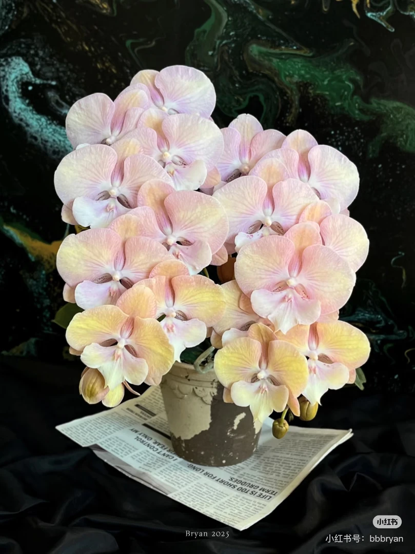 【多头彩虹独角兽 】3.5寸加高杯 贵货