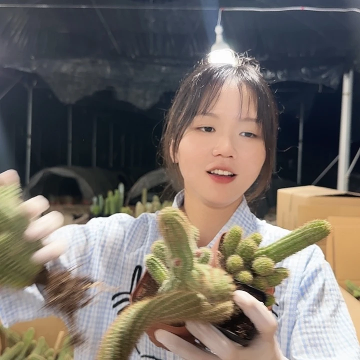 火焰/星芒/宝石/四颗（掉头掉崽不售后）