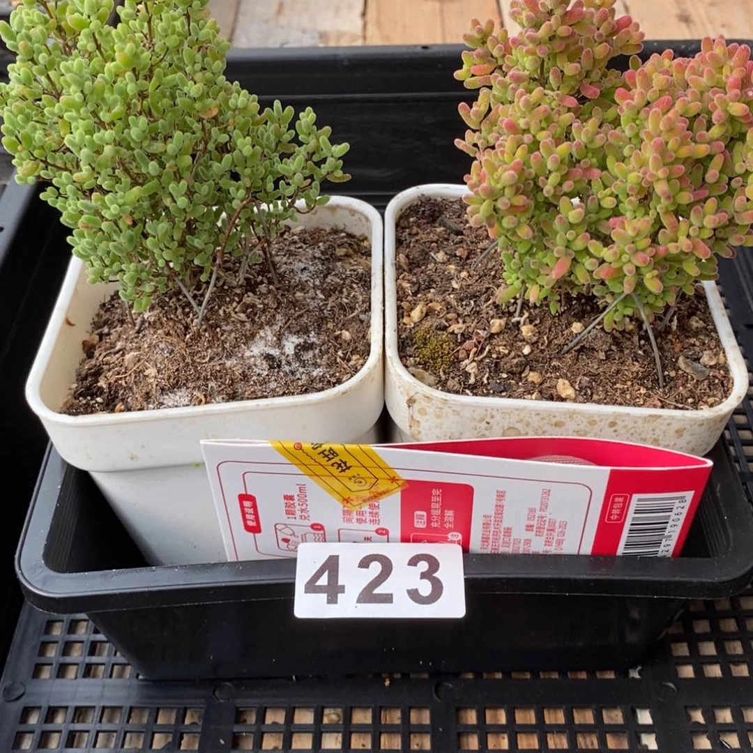 枝干番杏多肉植物423