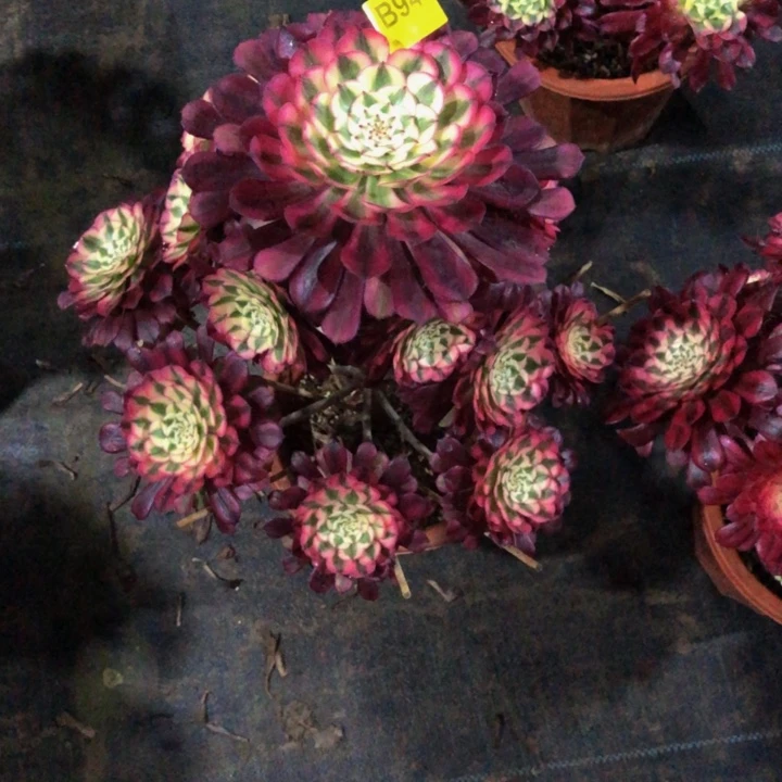 小***.红同多肉944000000000