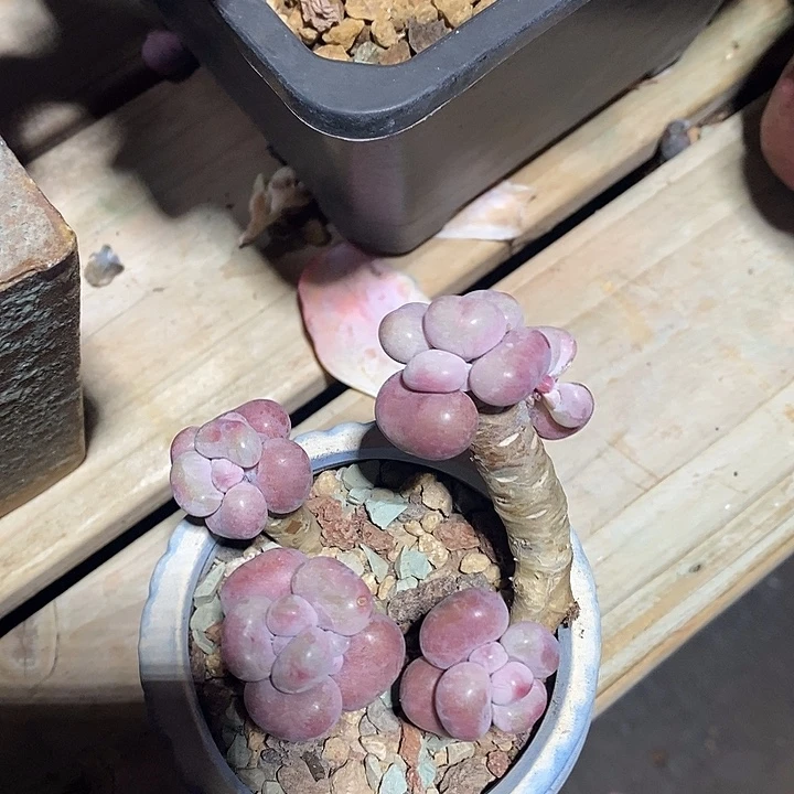 胭脂精品多肉桃蛋007