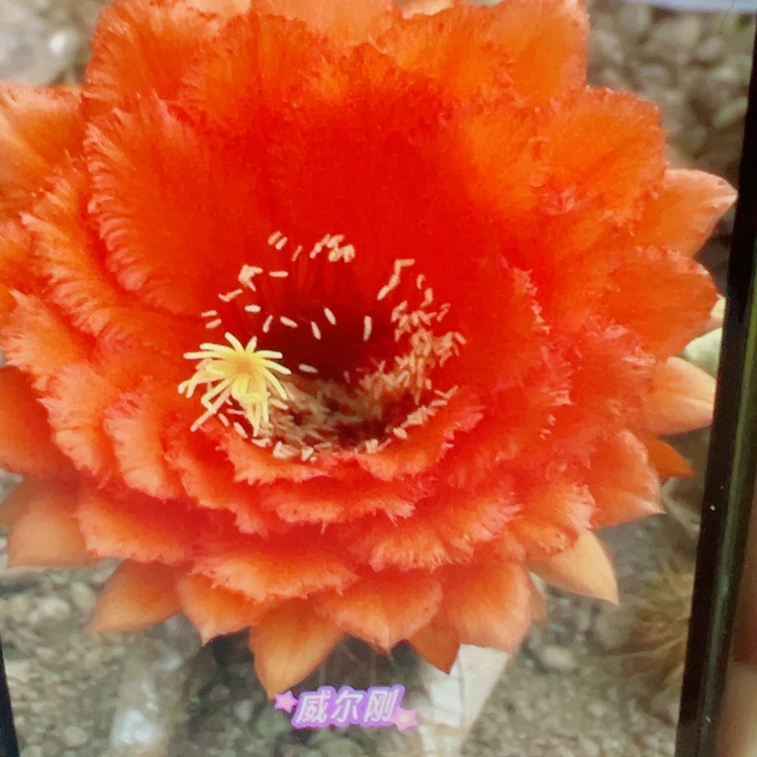 毛花柱 威尔刚 侧芽 满20包邮