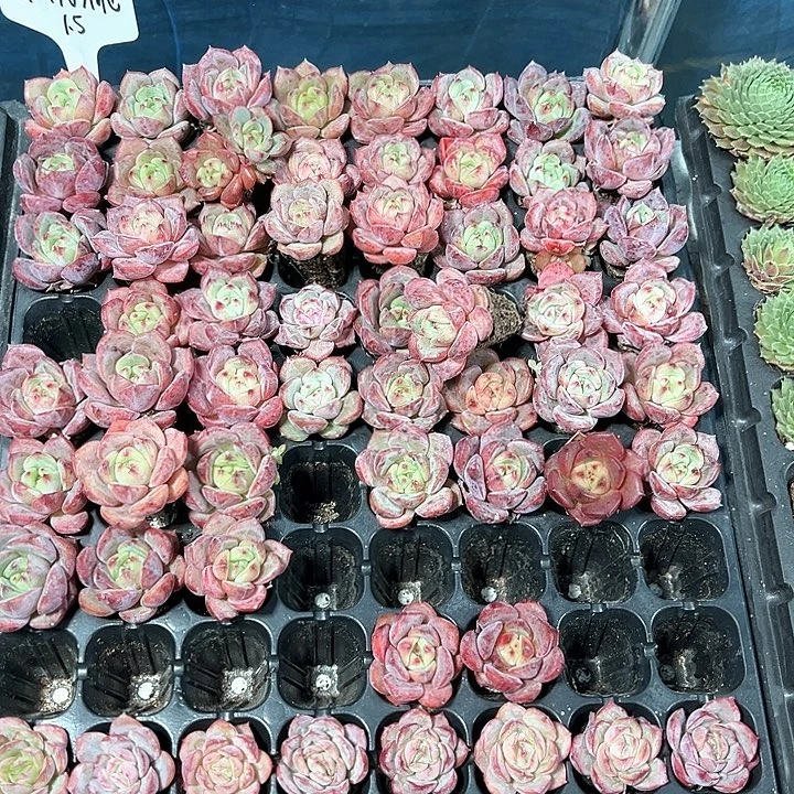 唐***姐粉桃 满10颗包邮