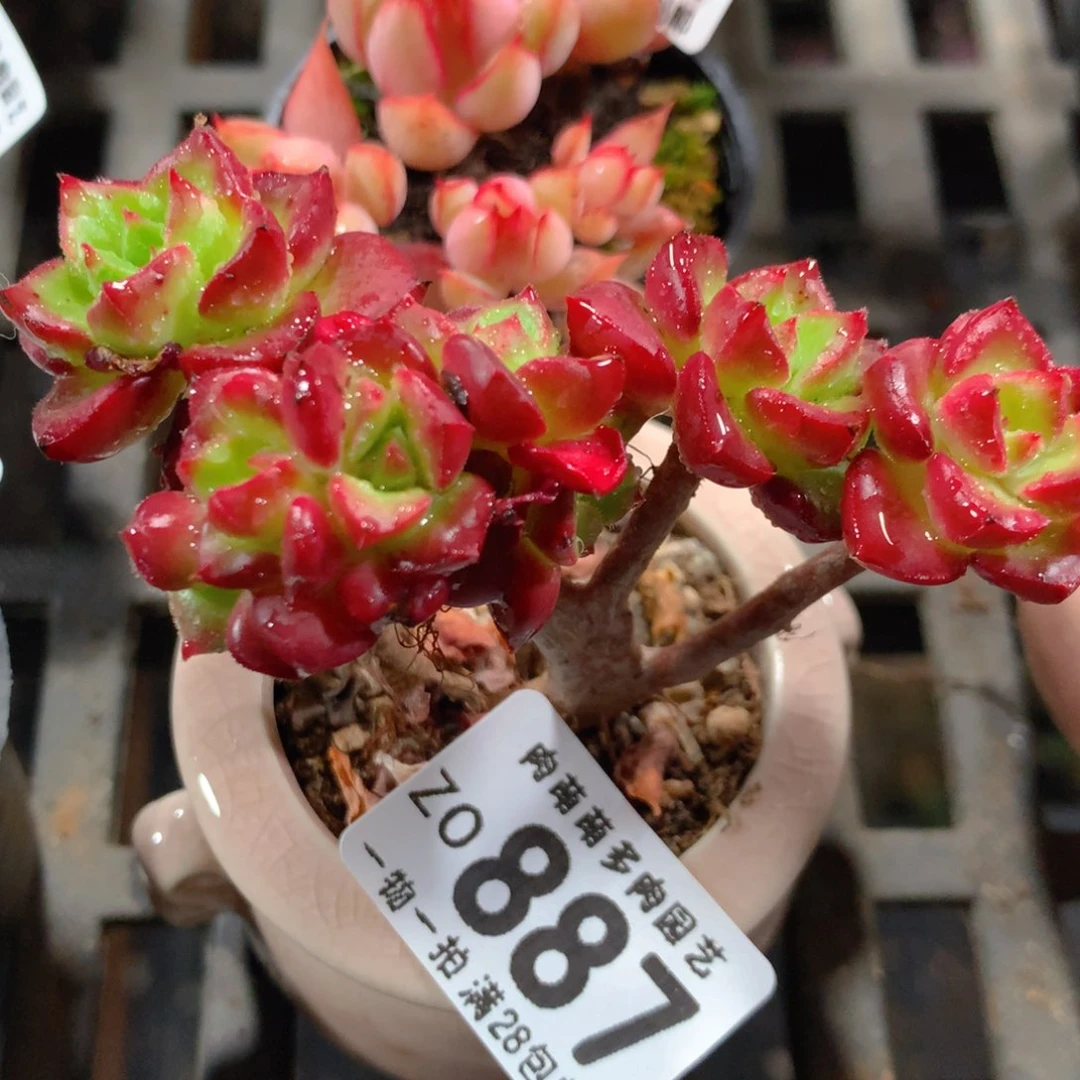 5CM拇指盆精控多肉ZO887