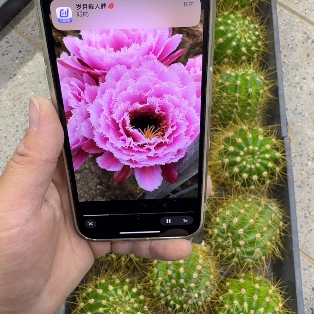 341毛花柱云儿歪无根侧牙5公分左右，20包邮