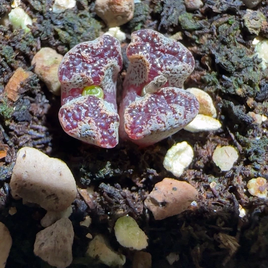 肉锥多肉植物组合-蝴蝶526