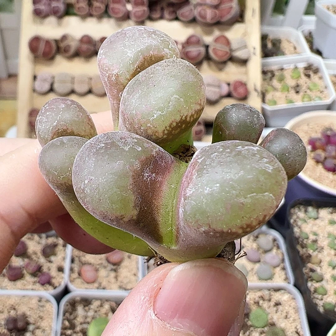 无花朵4头风铃群生…………………