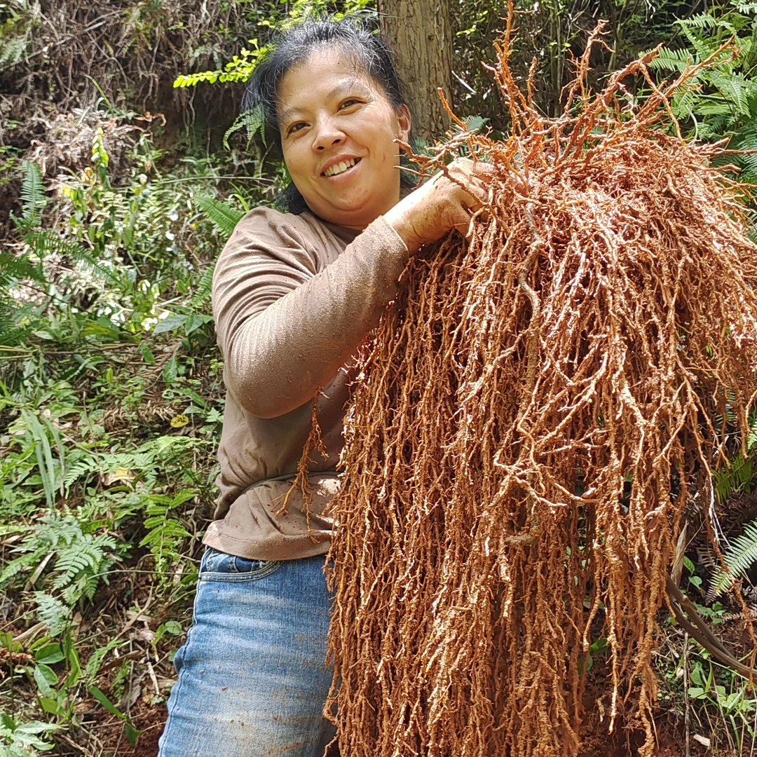赣南本地牛尾蕨春根伸根藤