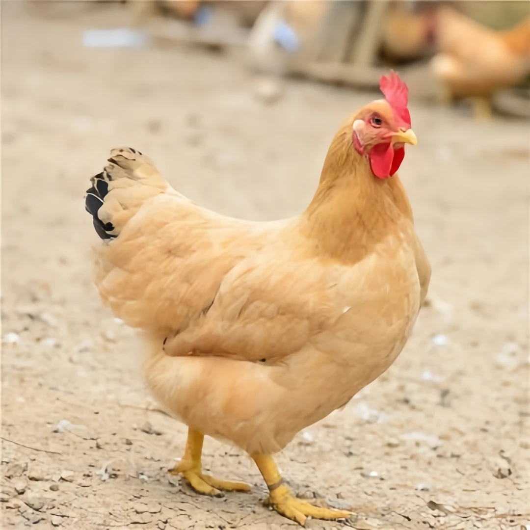 半斤左右农家散养九斤红活鸡苗土鸡顺丰专车专线到家抗病耐养好喂