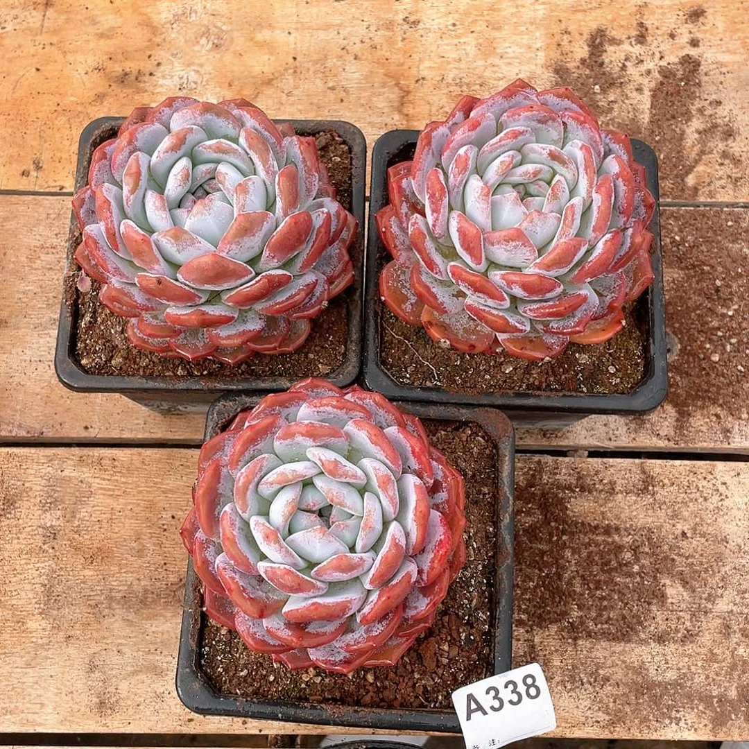 338多肉植物多肉植物