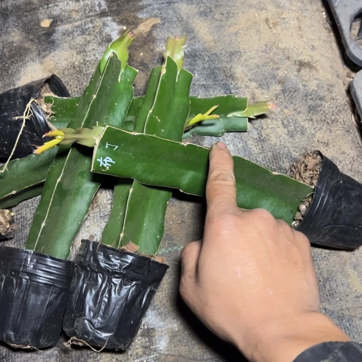 布丁嫁接单片小苗一颗50