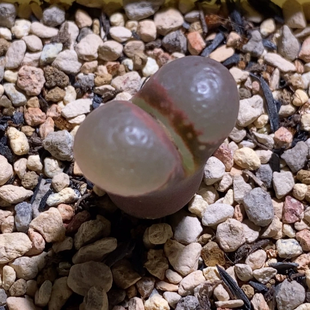 玻璃透窗1802.1风铃