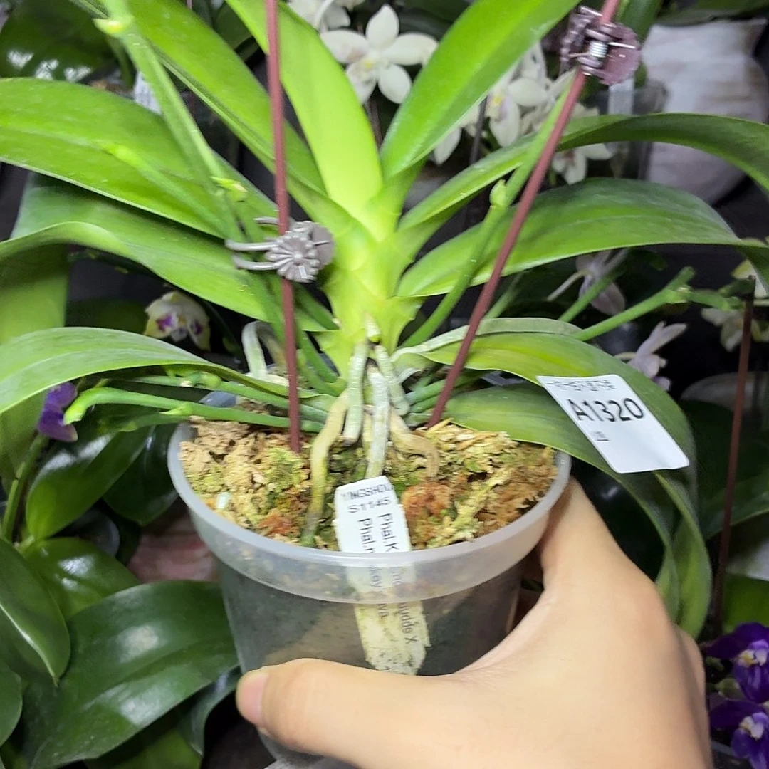 当前无花朵，栽培后可花朵A1320yss1145