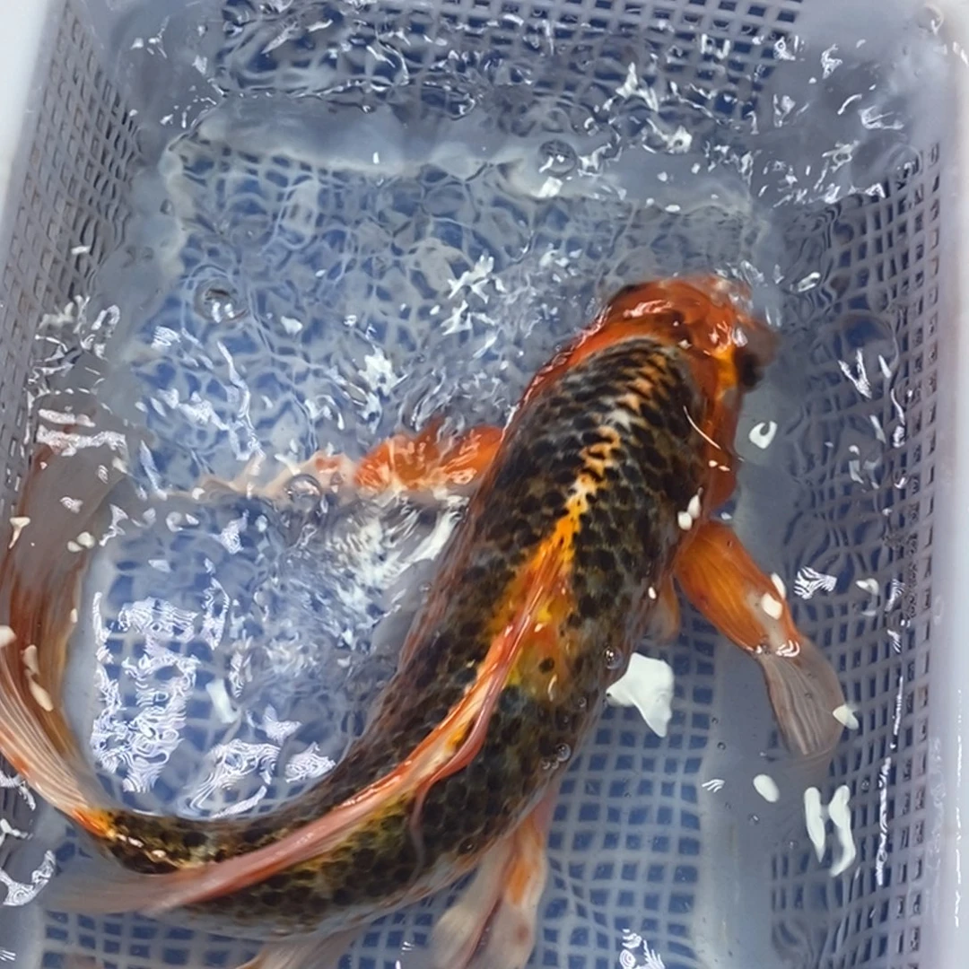 海水鱼冷水锦鲤包邮