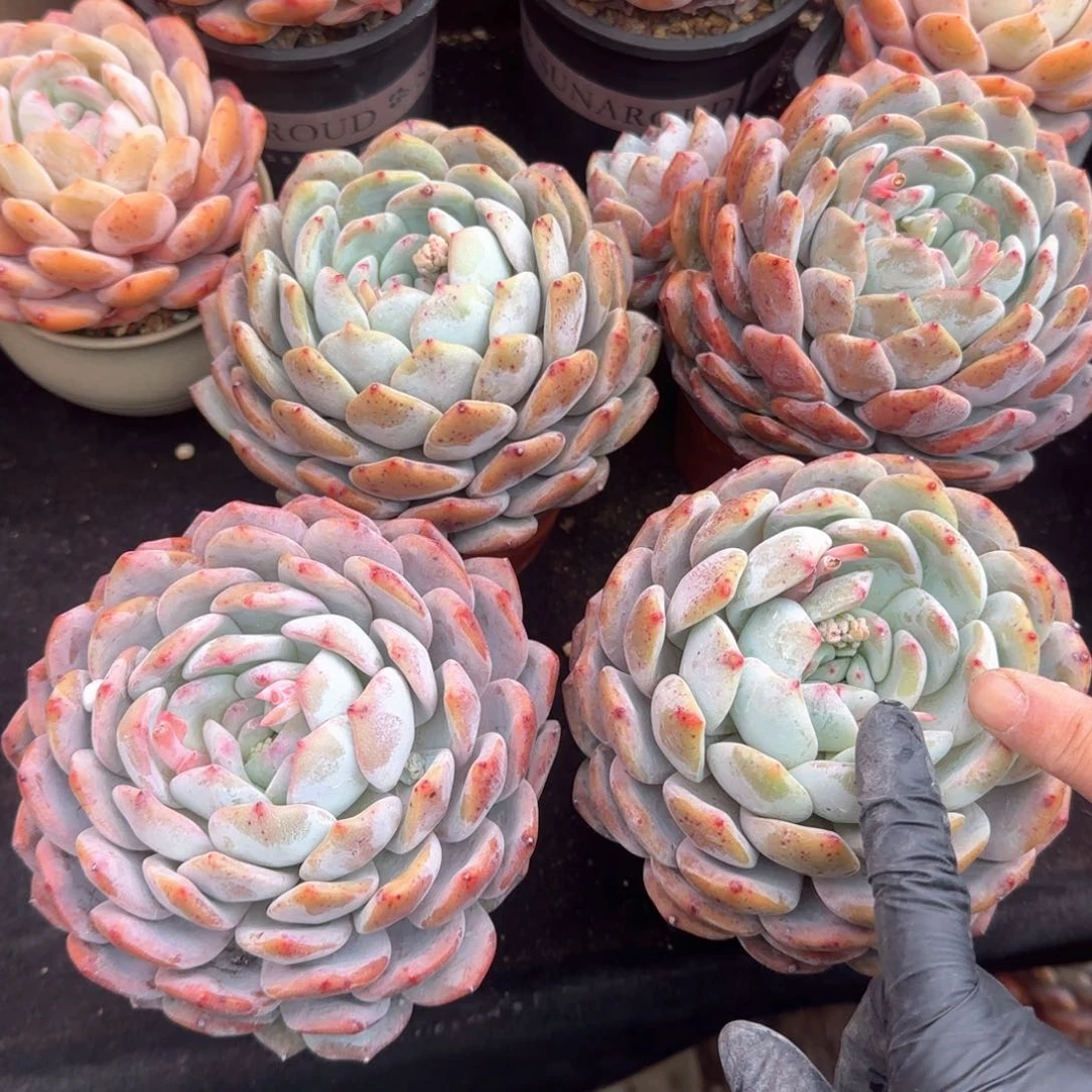 蓝郑州乐橙精品多肉