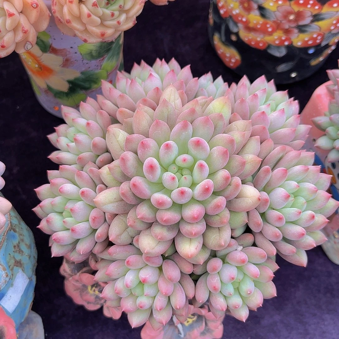 多肉植物岩字美人