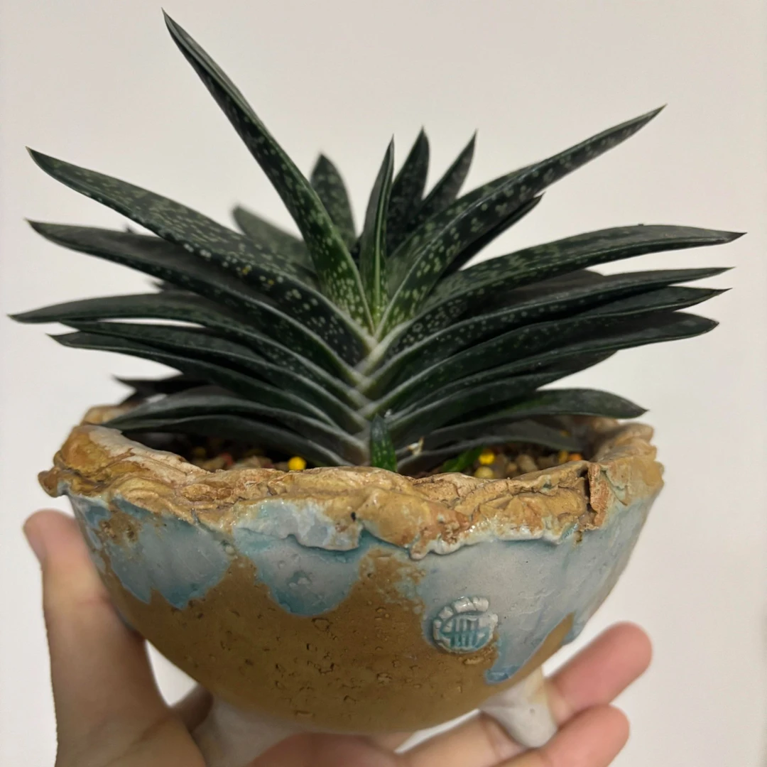 批发子宝多肉植物元宝花室内桌面花卉造型元宝肉肉创意盆栽花卉