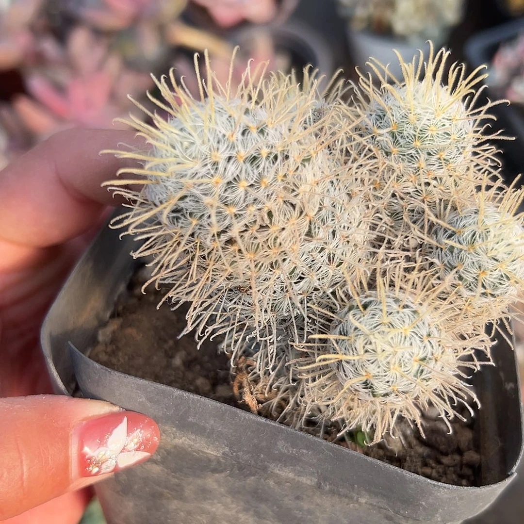 多肉植物杜威丸开花