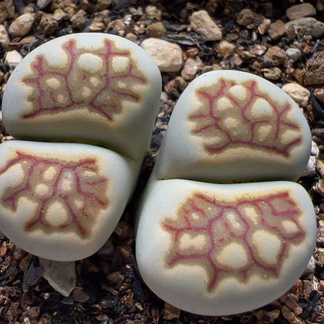 红纹菊化石多肉植物