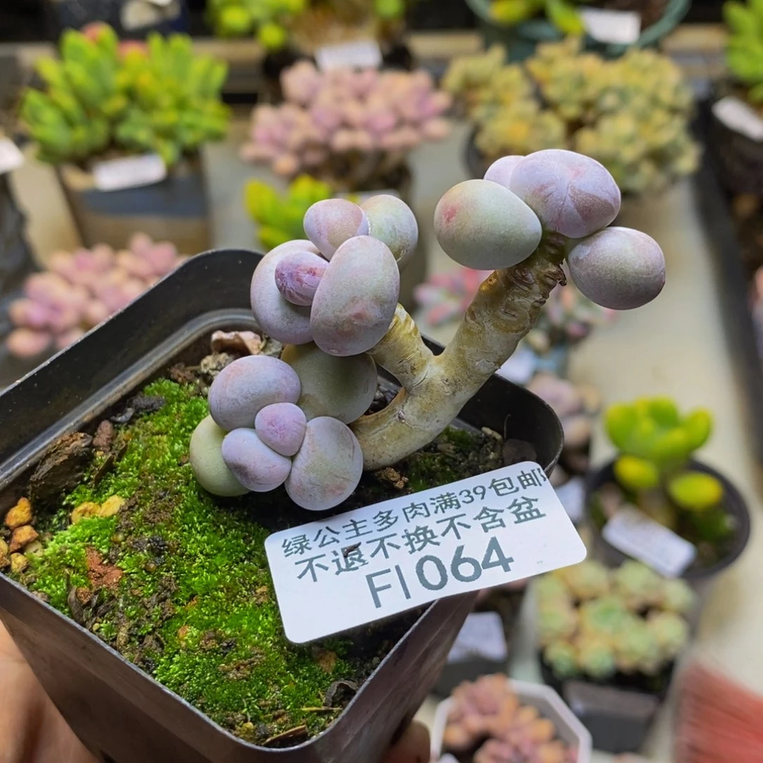 064蛋黄奶多肉5cm