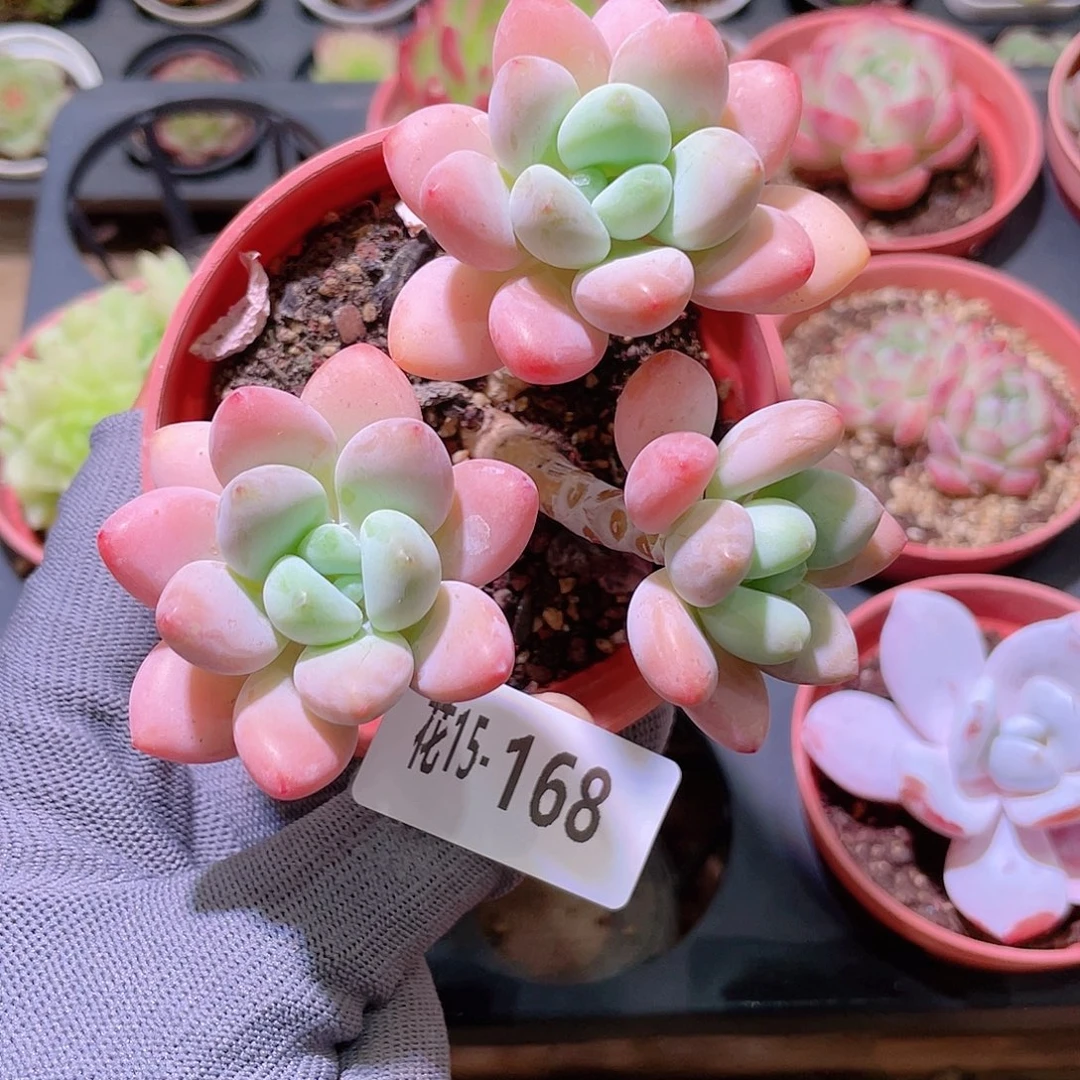 花利美15-168洛神