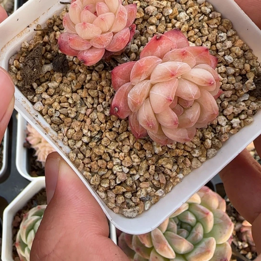 一物一拍麦秆珍妮05143