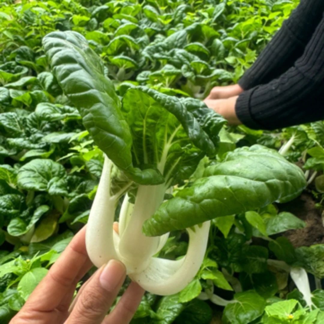 奶白菜 密云农家自产菜 2斤蔬菜