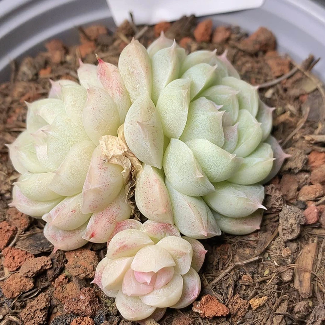 【闪购商品】云728