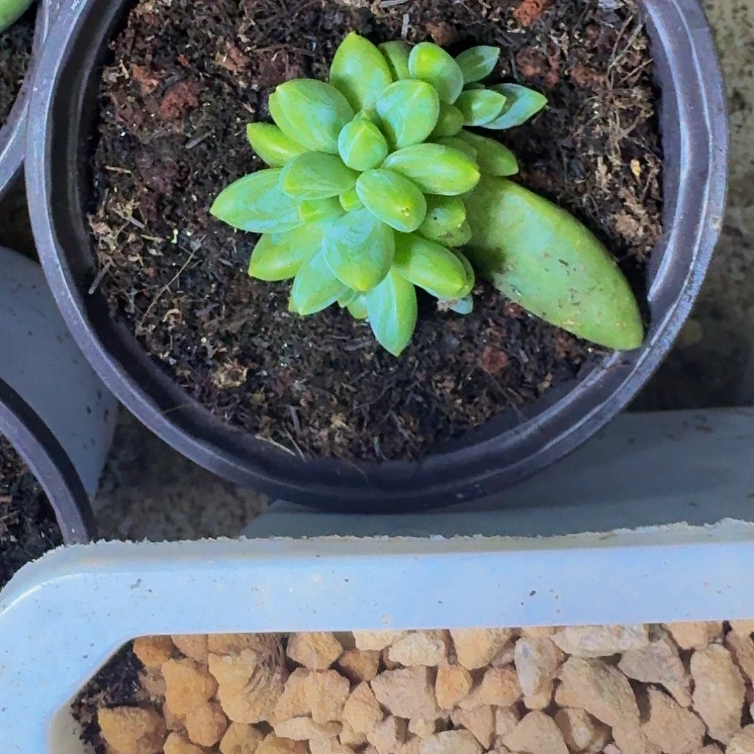 阿蒂斯托 叶插 一物一拍