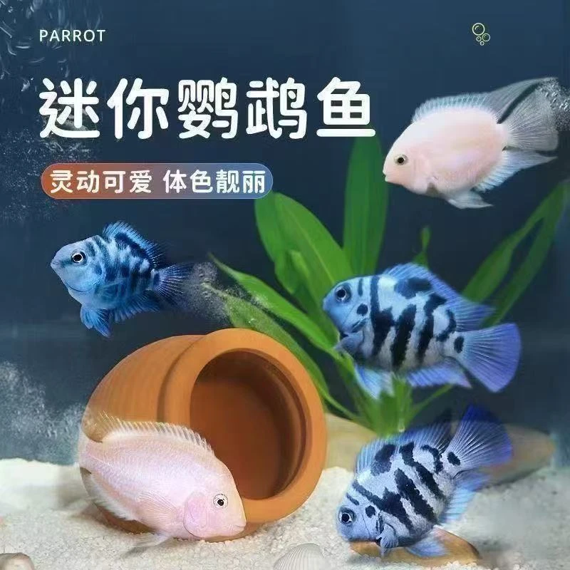 【渔场直销】迷你鹦鹉鱼淡水热带观赏鱼宝蓝白金胭脂粉种鱼好养耐活