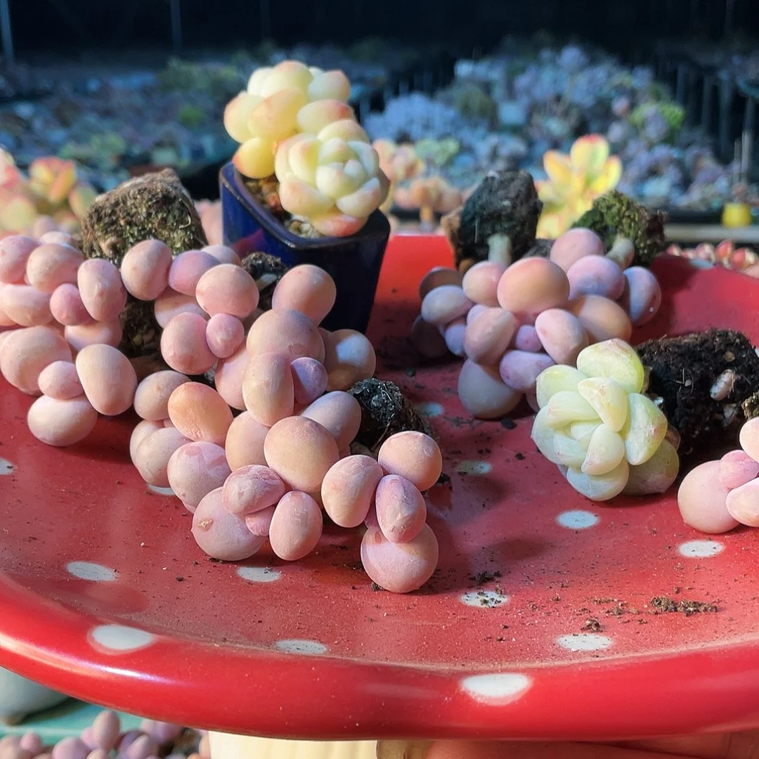 *️****多肉植物的生长发育与生长发育的