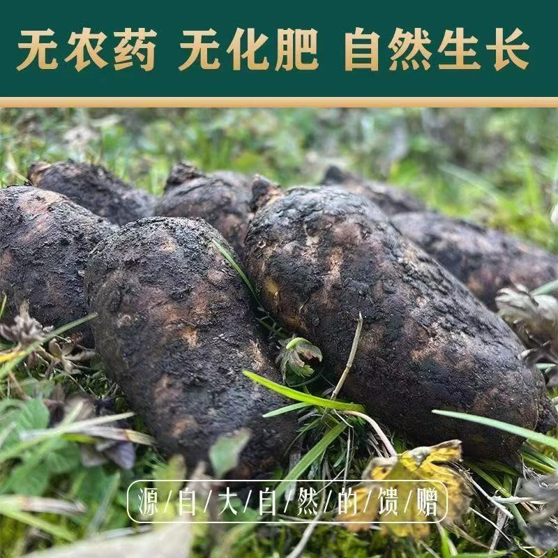 正宗昭通小草坝高品质天麻营养丰富三年种植高山种植