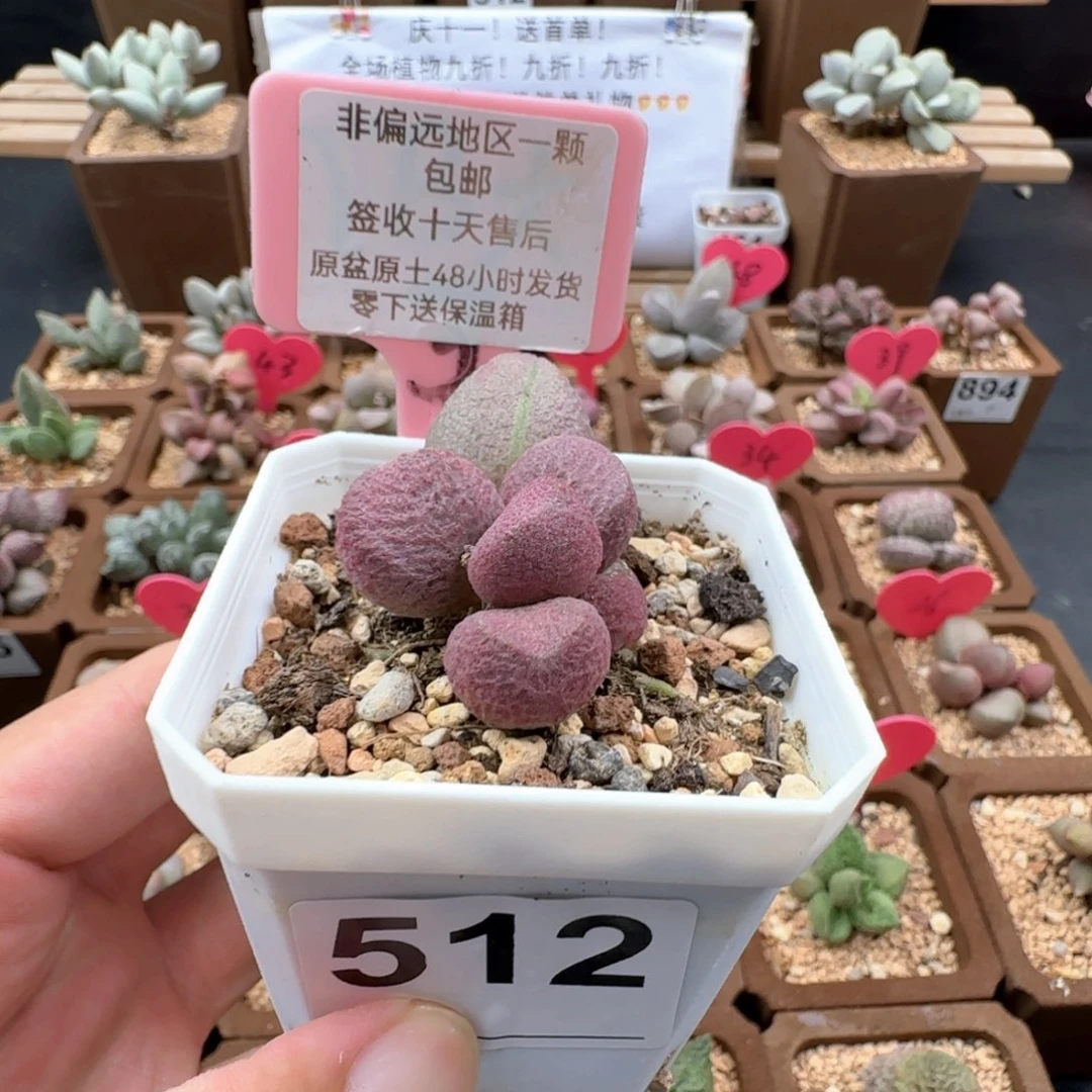 512红烧肉多肉植物