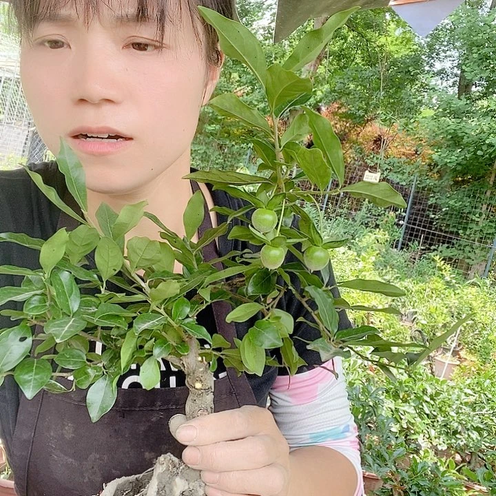 无花朵金弹子带果。