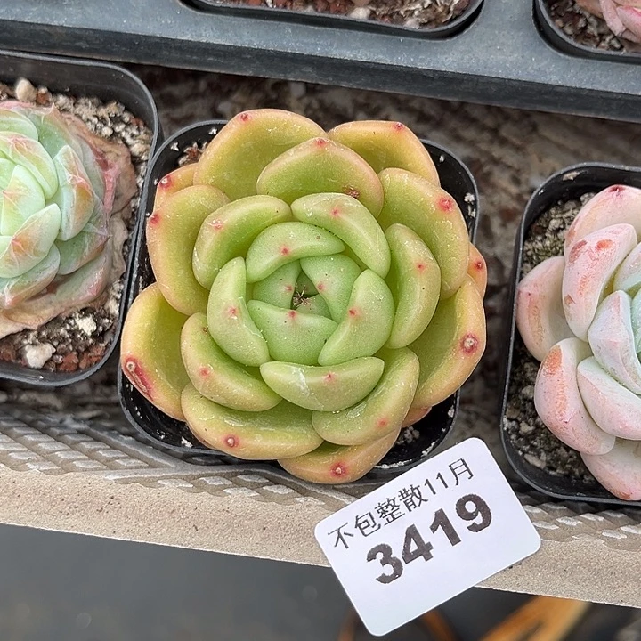 阿雅园艺。        3419