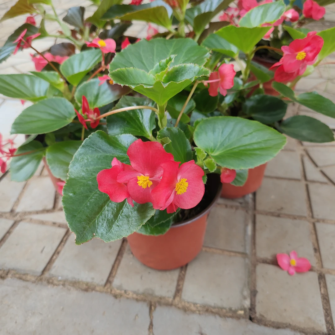 玻璃海棠 运输过程中掉花掉叶正常不售后 介意勿拍