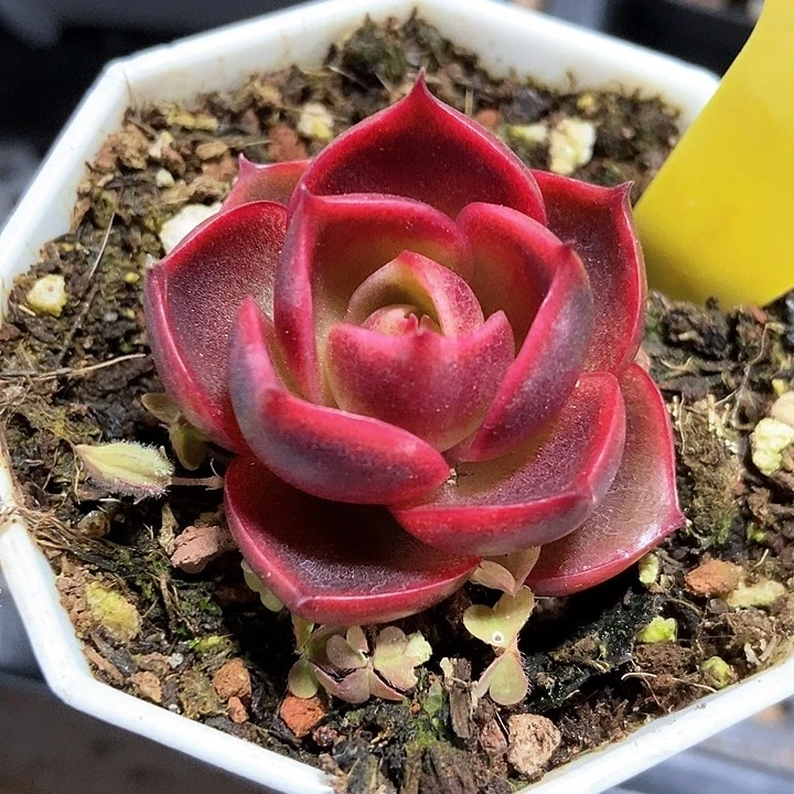 多肉植物红灯15多肉