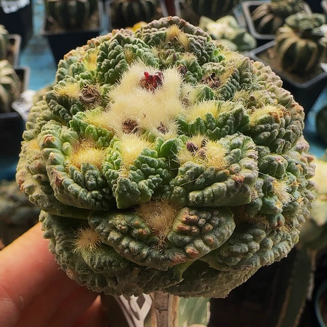 龟甲581仙人球开花